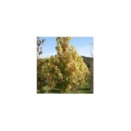 Copalme d'Amérique 'Golden Sun' (Liquidambar styraciflua) (Sapho)