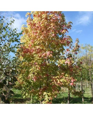 Copalme d'Amérique 'Golden Sun' (Liquidambar styraciflua) (Sapho)