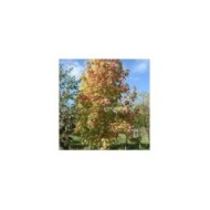 Copalme d'Amérique 'Golden Sun' (Liquidambar styraciflua) (Sapho)