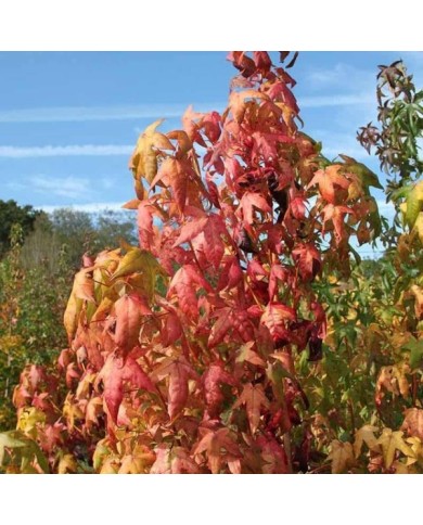 Copalme d'Amérique 'Golden Sun' (Liquidambar styraciflua) (Sapho)