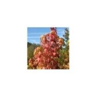 Copalme d'Amérique 'Golden Sun' (Liquidambar styraciflua) (Sapho)