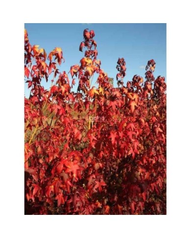 Copalme d'Amérique 'Golden Sun' (Liquidambar styraciflua) (Sapho)