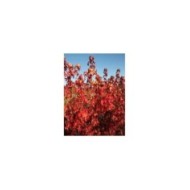 Copalme d'Amérique 'Golden Sun' (Liquidambar styraciflua) (Sapho)