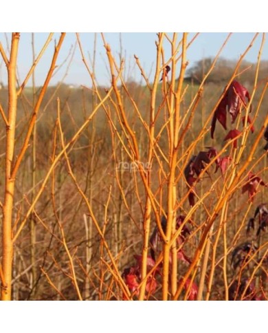 Copalme d'Amérique 'Golden Sun' (Liquidambar styraciflua) (sapho)