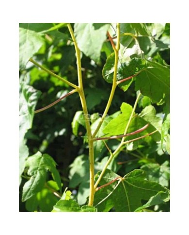 Copalme d'Amérique 'Golden Sun' (Liquidambar styraciflua) (Sapho)