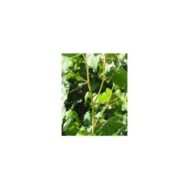Copalme d'Amérique 'Golden Sun' (Liquidambar styraciflua) (Sapho)