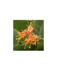Chèvrefeuille Firecracker®