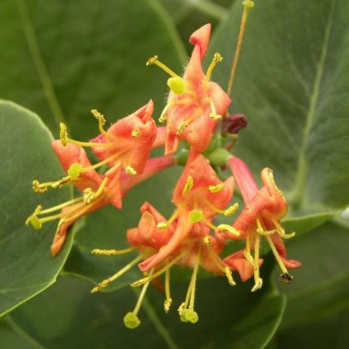 Chèvrefeuille Firecracker®