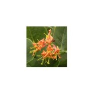 Chèvrefeuille Firecracker®