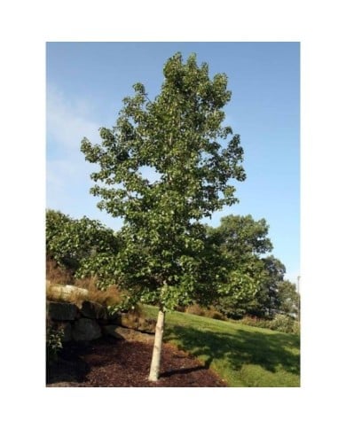 Copalme d'Amérique 'Rotundiloba' - Liquidambar styraciflua (David J. Stang / wikimedia.org)