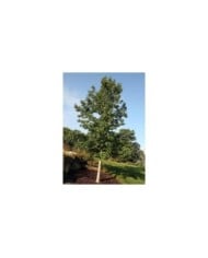 Copalme d'Amérique 'Rotundiloba' - Liquidambar styraciflua (David J. Stang / wikimedia.org)