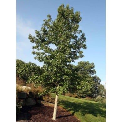 Copalme d'Amérique 'Rotundiloba' - Liquidambar styraciflua (David J. Stang / wikimedia.org)