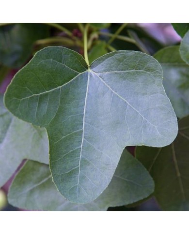 Copalme d'Amérique 'Rotundiloba' - Liquidambar styraciflua - feuillage (David J. Stang / wikimedia.org)