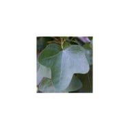 Copalme d'Amérique 'Rotundiloba' - Liquidambar styraciflua - feuillage (David J. Stang / wikimedia.org)