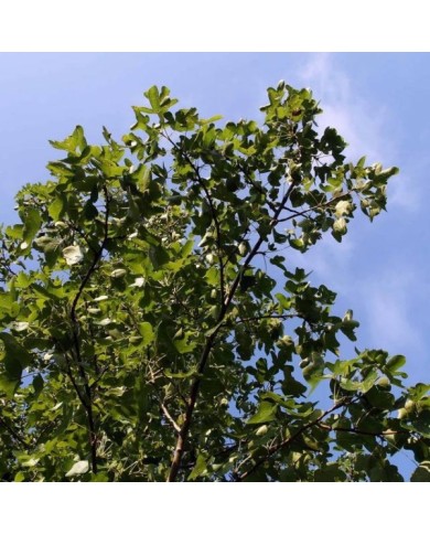 Copalme d'Amérique 'Rotundiloba' - Liquidambar styraciflua - feuillage (David J. Stang / wikimedia.org)