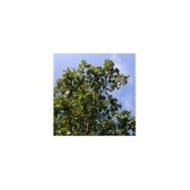 Copalme d'Amérique 'Rotundiloba' - Liquidambar styraciflua - feuillage (David J. Stang / wikimedia.org)