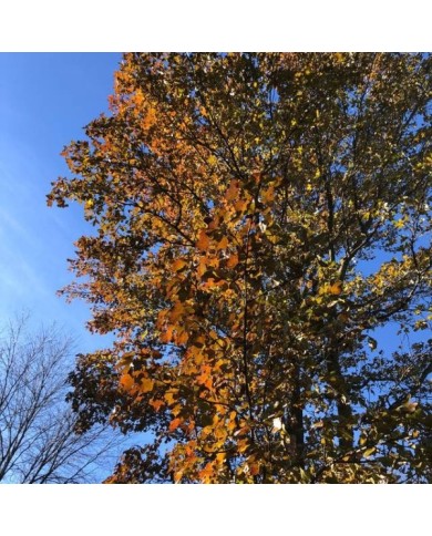 Copalme d'Amérique 'Rotundiloba' - Liquidambar styraciflua - feuillage d'automne (Famartin / wikimedia.org)