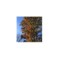 Copalme d'Amérique 'Rotundiloba' - Liquidambar styraciflua - feuillage d'automne (Famartin / wikimedia.org)