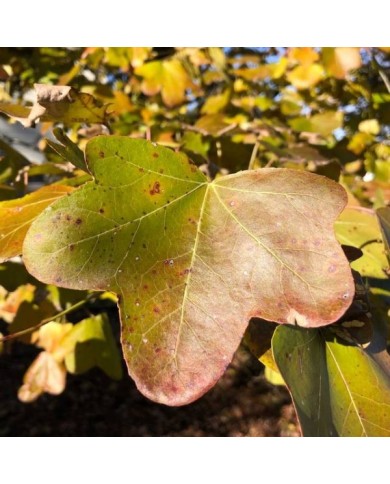 Copalme d'Amérique 'Rotundiloba' - Liquidambar styraciflua - feuillage d'automne (Famartin / wikimedia.org)