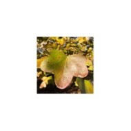 Copalme d'Amérique 'Rotundiloba' - Liquidambar styraciflua - feuillage d'automne (Famartin / wikimedia.org)