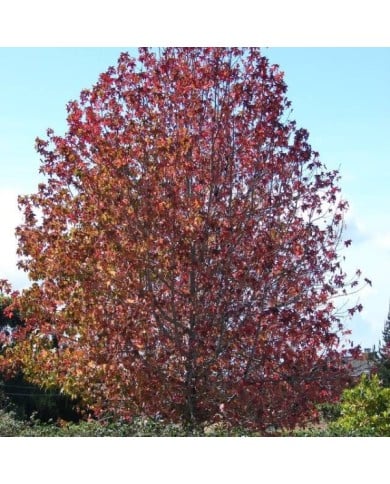 Liquidambar styraciflua (Flickr - Forest and Kim Starr)