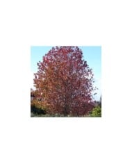 Liquidambar styraciflua (Flickr - Forest and Kim Starr)