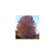 Liquidambar styraciflua (Flickr - Forest and Kim Starr)