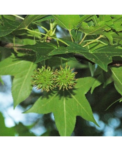 Liquidambar styraciflua - feuilles (Flickr - James St. John)