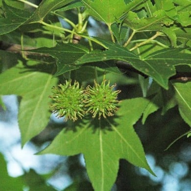Liquidambar styraciflua - feuilles (Flickr - James St. John)