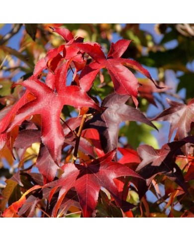 Liquidambar styracifkua - feuillage d'automne (Flickr - Jorge Franganillo)