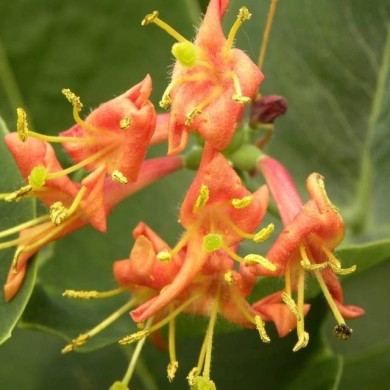 Chèvrefeuille Firecracker®