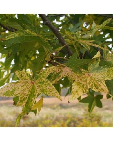 Liquidambar styraciflua 'Aurea' - feuillage (F. D. Richards)