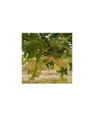 Liquidambar styraciflua 'Aurea' - feuillage (F. D. Richards)