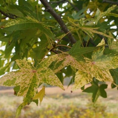 Liquidambar styraciflua 'Aurea' - feuillage (F. D. Richards)