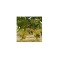 Liquidambar styraciflua 'Aurea' - feuillage (F. D. Richards)