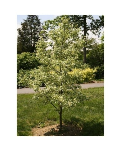 Copalme d'Amérique panaché - Liquidambar styraciflua 'Silver King' (David J. Stang / wikimedia.org)