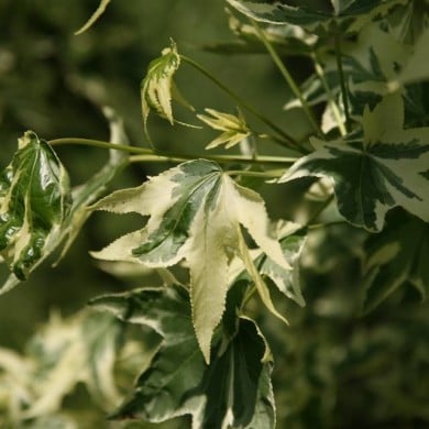 Copalme d'Amérique panaché - Liquidambar styraciflua 'Silver King' (David J. Stang / wikimedia.org)
