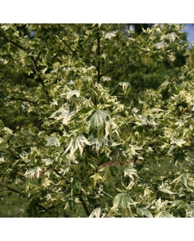Copalme d'Amérique panaché - Liquidambar styraciflua 'Silver King' (David J. Stang / wikimedia.org)
