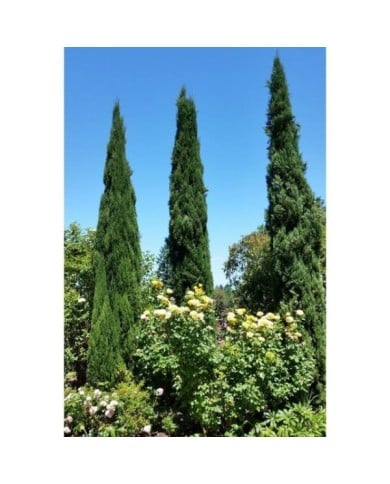 Cyprès d'Italie 'Stricta' - Cupressus sempervirens (Wendy Cutler)