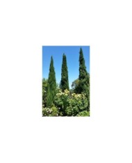 Cyprès d'Italie 'Stricta' - Cupressus sempervirens (Wendy Cutler)