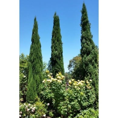Cyprès d'Italie 'Stricta' - Cupressus sempervirens (Wendy Cutler)