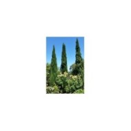 Cyprès d'Italie 'Stricta' - Cupressus sempervirens (Wendy Cutler)