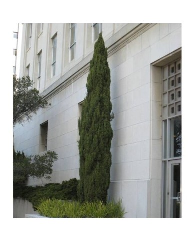 Cyprès d'Italie 'Stricta' - Cupressus sempervirens (josh s jackson)