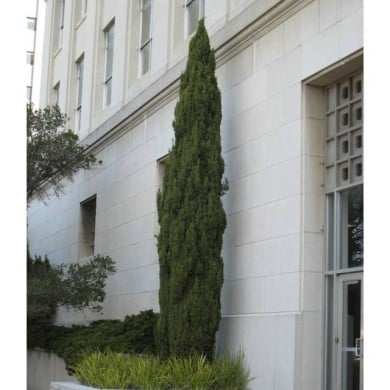 Cyprès d'Italie 'Stricta' - Cupressus sempervirens (josh s jackson)