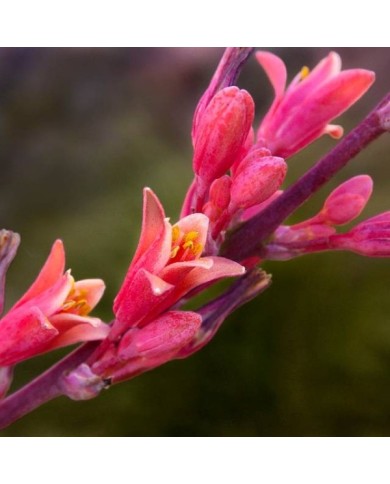 Yucca rouge