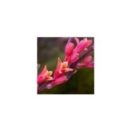 Yucca rouge