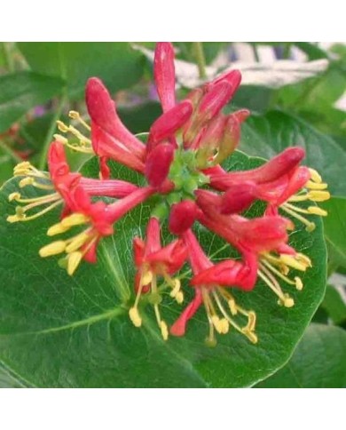 Chèvrefeuille Firecracker®