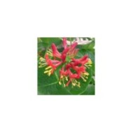 Chèvrefeuille Firecracker®