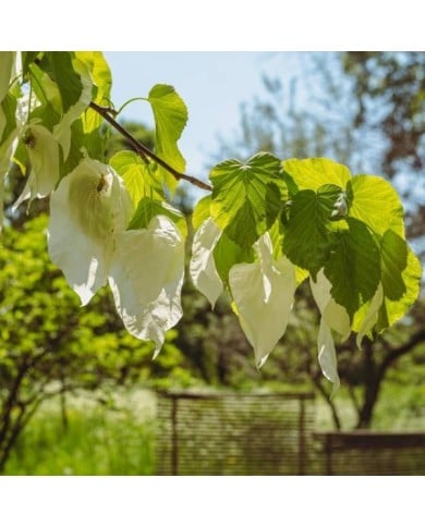 Davidia involucrata (Arbre aux mouchoirs) (Flocci Nivis / wikimedia.org)