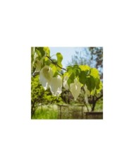 Davidia involucrata (Arbre aux mouchoirs) (Flocci Nivis / wikimedia.org)